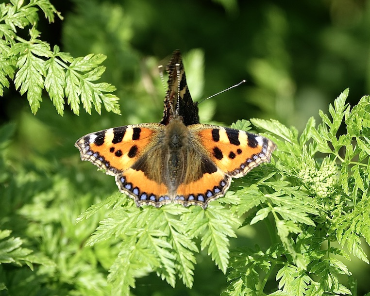 small tortoiseshell